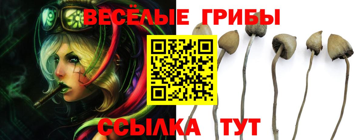 Псилоцибиновые грибы Psilocybine cubensis Тосно